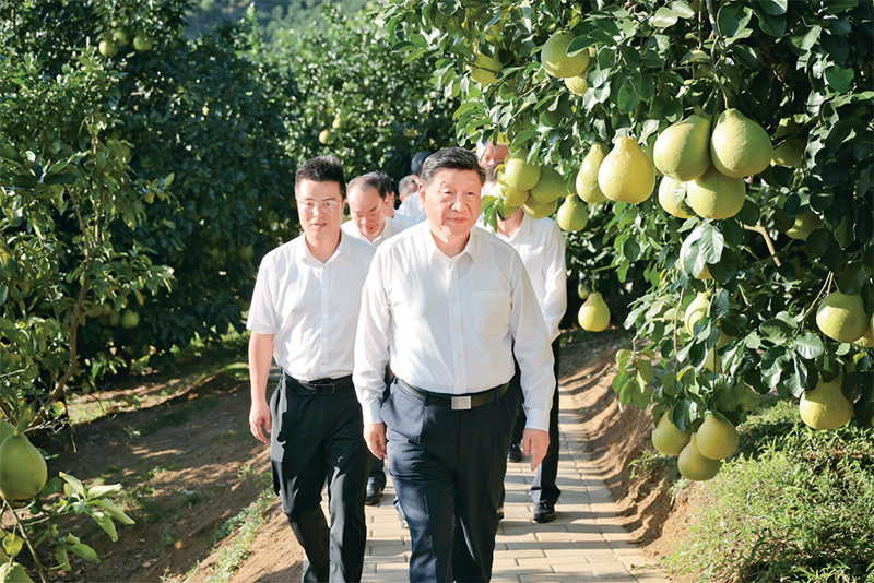 　　2025年11月7日至8日，中共中央總書記、國家主席、中央軍委主席習(xí)近平在廣東考察。這是7日下午，習(xí)近平在梅州市梅縣區(qū)雁洋鎮(zhèn)南福金柚種植基地考察。